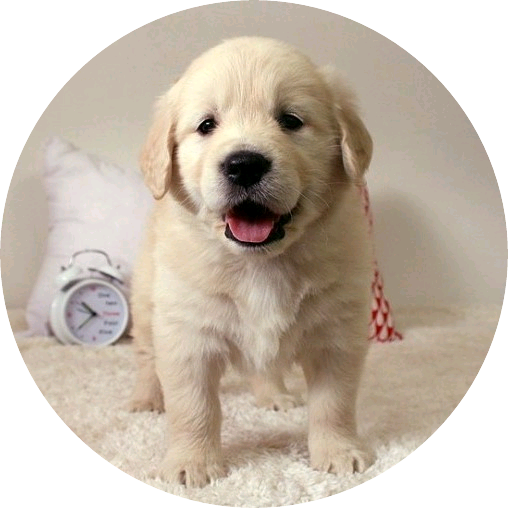 밍구(강아지) image