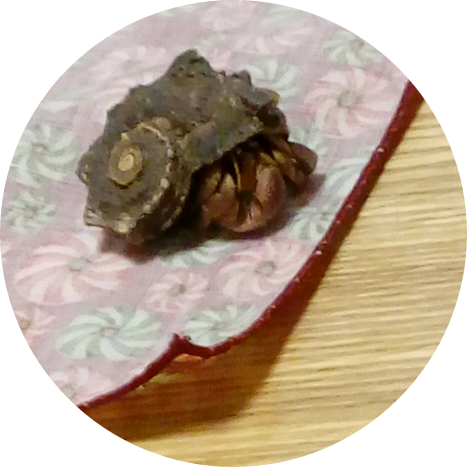 꾸꾸 image
