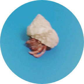 피피 image