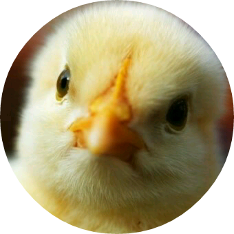 병아리 image