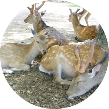 사슴들 image