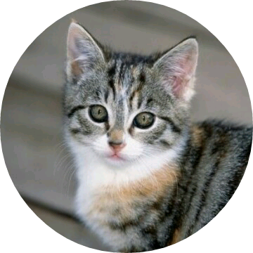 임나연 (고양이) image