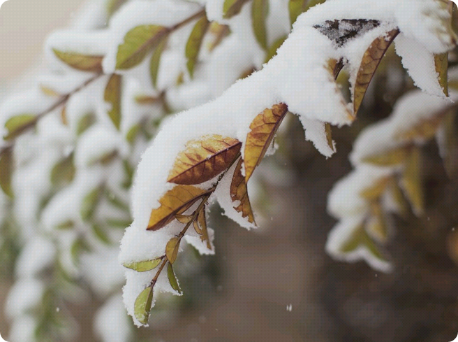 악의 하인 thumbnail