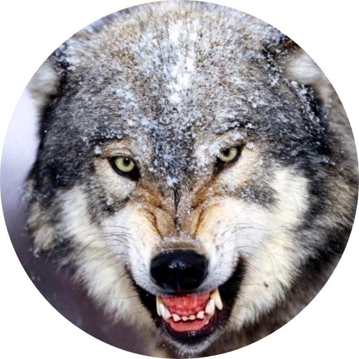 늑대 image