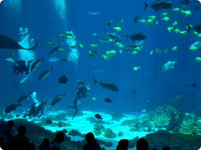 女巫森林 thumbnail