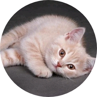 이여주 : 고양이 image