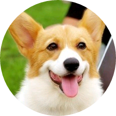 강아지석진 image