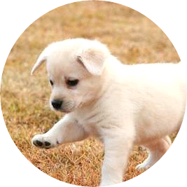 강아지(슈가) image