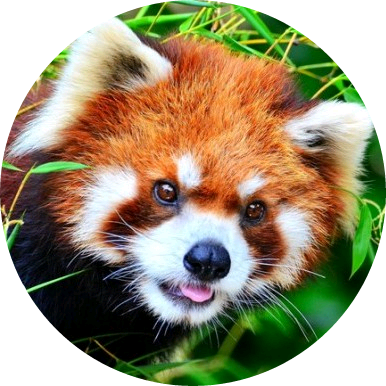 파이어 폭스(아미) image