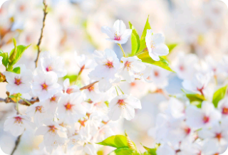 꽃을 든 기사 thumbnail