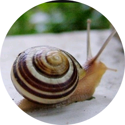 달팽이(특별출연1☆ image