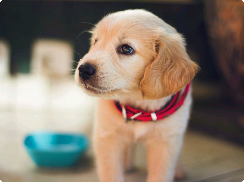 A collection of the author's notices. thumbnail