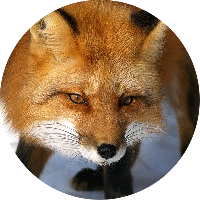 윤예설(여우 image