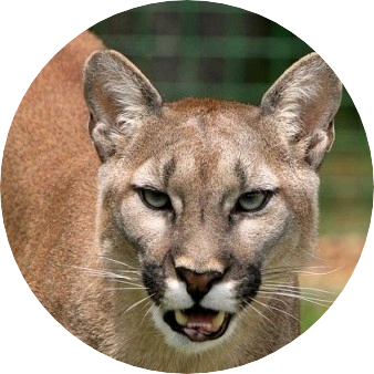 이혜린(퓨마 image