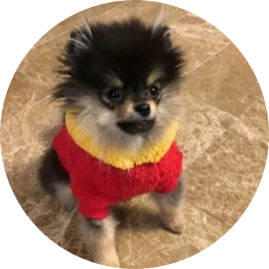 정호석(멍뭉 image