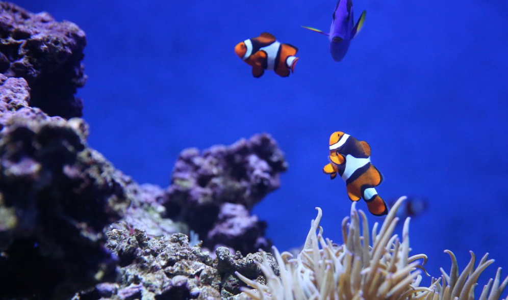 我们是一支乐队 thumbnail