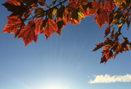 红色的爱 thumbnail