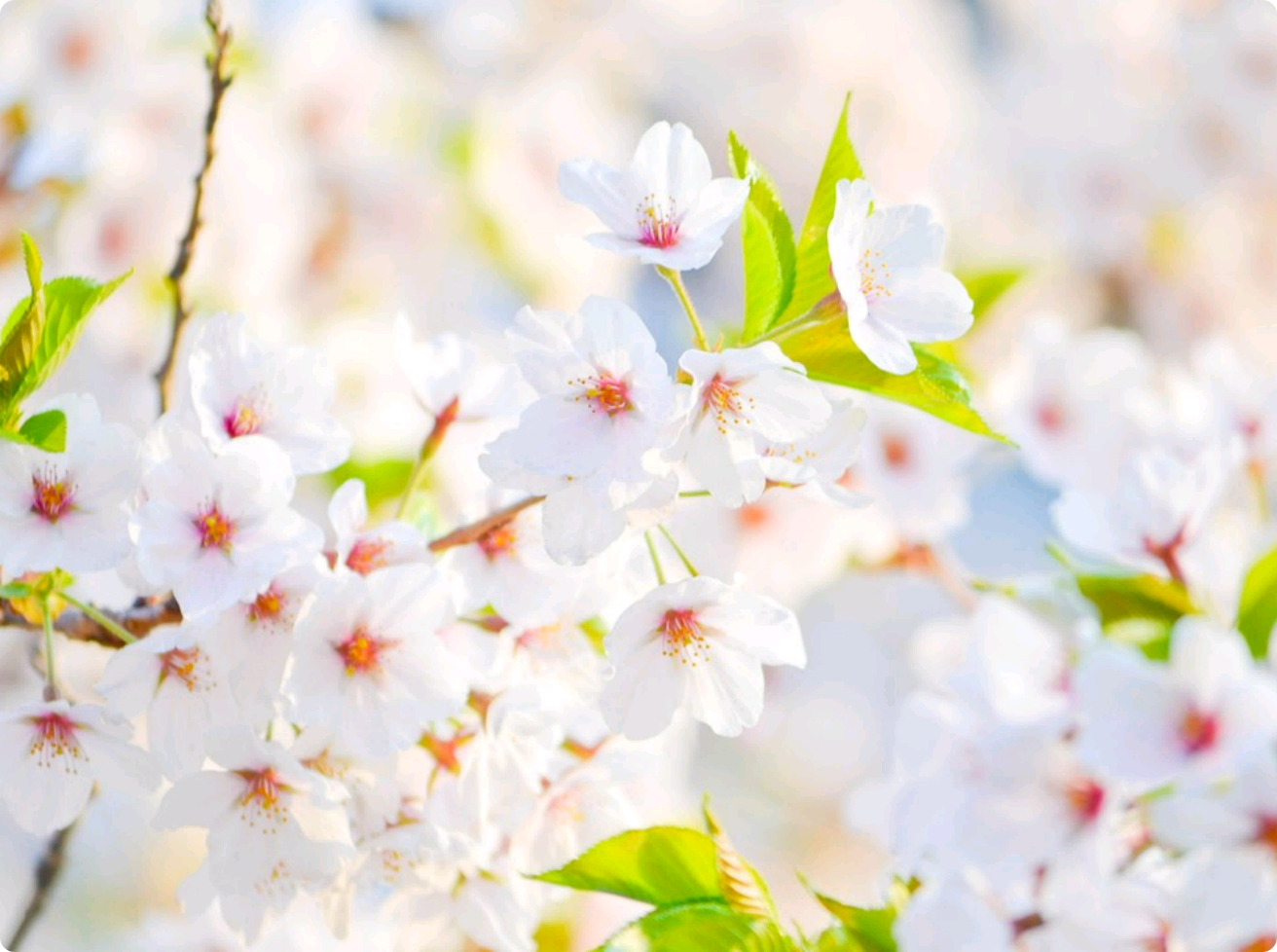 Kẻ bắt nạt? Bạn muốn tôi làm gì đây? thumbnail