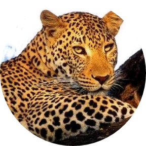 이여주 ( 표범 ) image