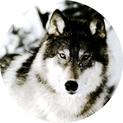 강다니엘 (늑대) image