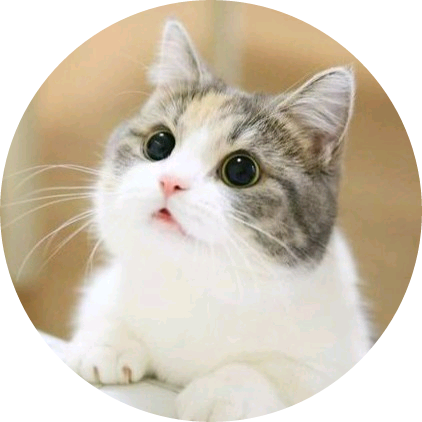 고양이 7마리 image