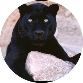 박지민(표범) image