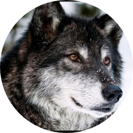 김태형(늑대 ) image