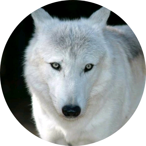 전정국(🐺 image