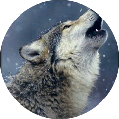 정호석(🐺 image