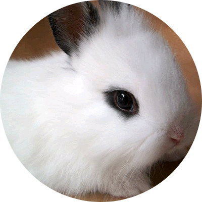 전정국(🐰 image