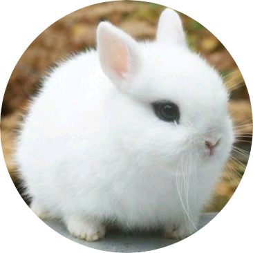 정여주(🐰 image