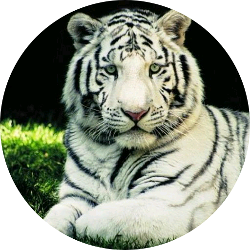 박지민(🐯 image