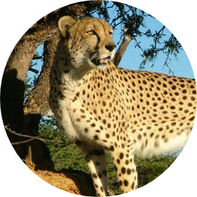 김태형(🐆 image