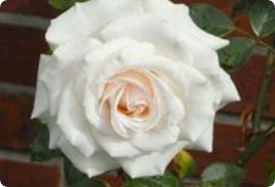 이 꽃잎이 다 떨어지면(1/11 thumbnail