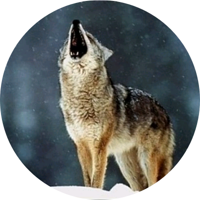 늑대(지훈) image