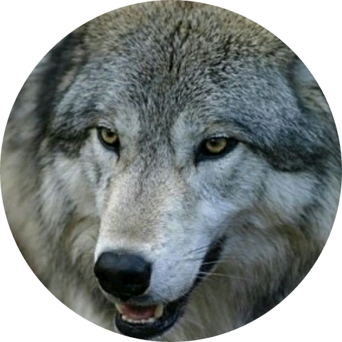 늑대 image