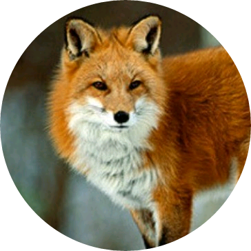 여우 image