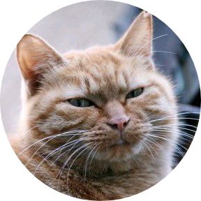 냥이 image
