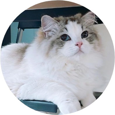 고양이(랙돌) image