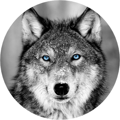늑대 image
