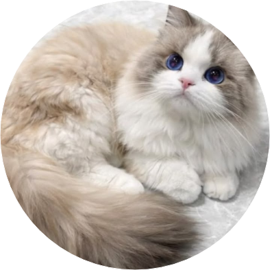 고양이 image