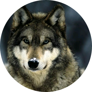 여주(늑대) image