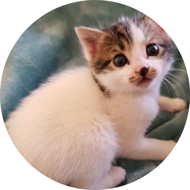 아기고양이 image