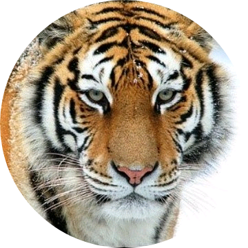 호랑이 image