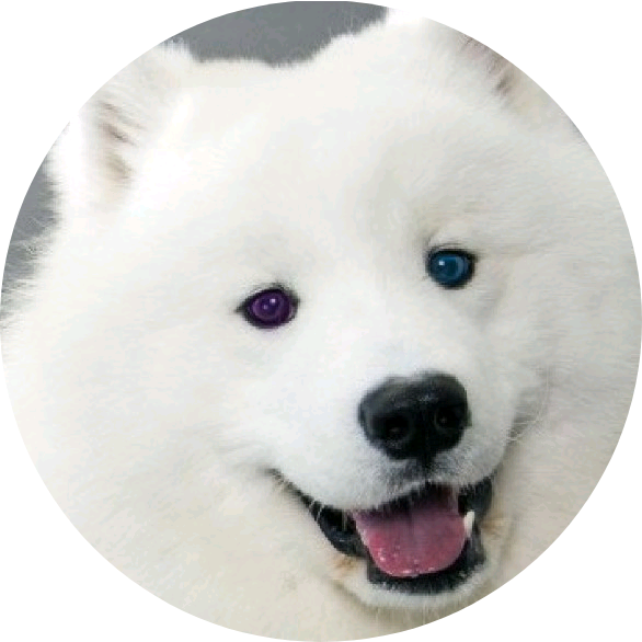 아미 image