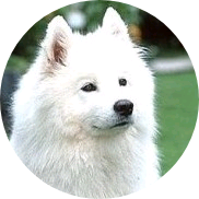 캐럿 image