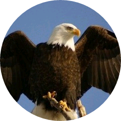 독수리본체 image