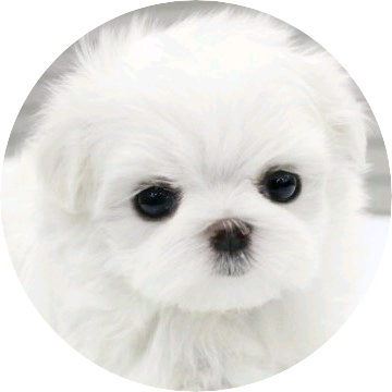 강민희/강티쥬 image