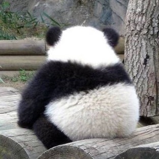 판다(작가) image