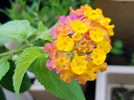Lantana thumbnail